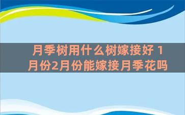 月季树用什么树嫁接好 1月份2月份能嫁接月季花吗